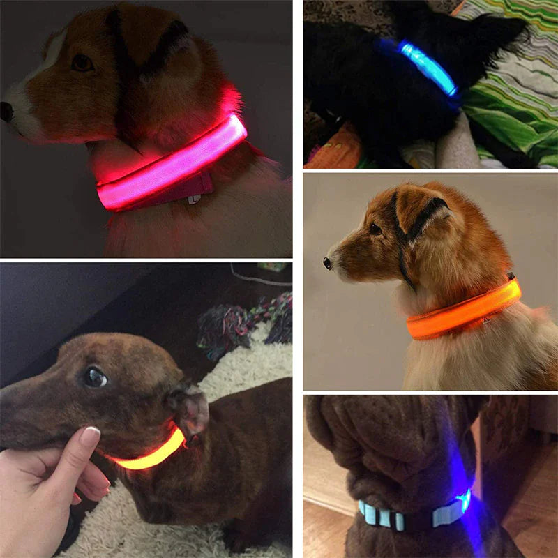 BrightPaws LED Dog Collar